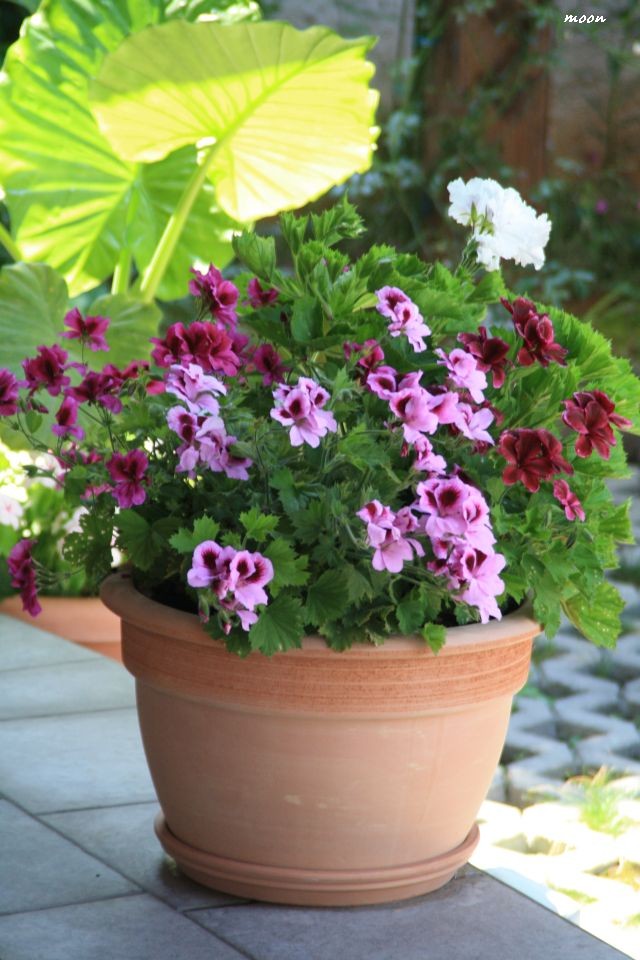 engleska pelargonija